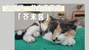 娱乐吃瓜酱布丁是只喵,揭秘网红喵星人的魅力人生